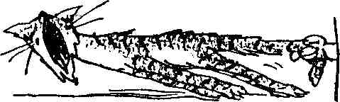 Исповедь маленького негодника. - Any2FbImgLoader82