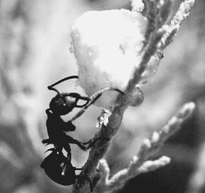 По следам Ковчега Завета - i_016.jpg