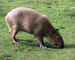 Карандашные пометки биолога на полях книги Джареда Даймонда «Ружья, микробы и сталь. Судьбы человеческих обществ» - i35ffd86e21