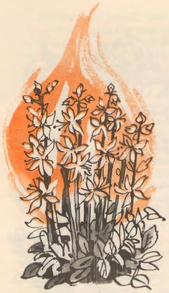 Кто твоя бабушка? - i_031.jpg