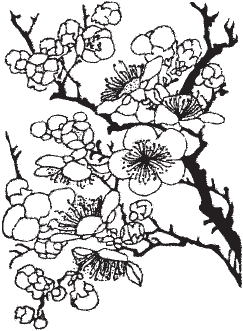 Сакура и дуб (сборник) - _01.png