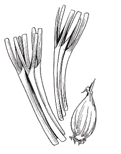 Всё о специях - i_003.png