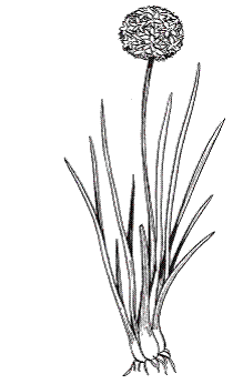 Всё о специях - i_004.png