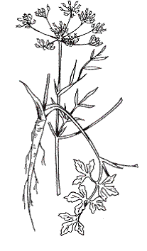 Всё о специях - i_008.png