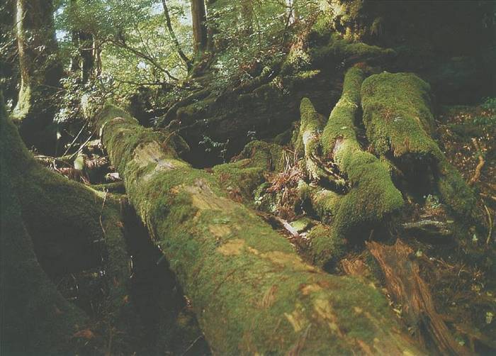 Географические открытия - i_030.jpg