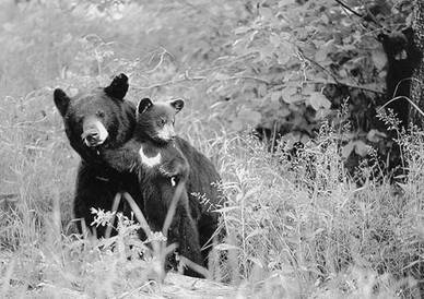 Рекорды в мире животных - pic_10.jpg