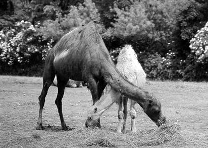 Рекорды в мире животных - pic_11.jpg