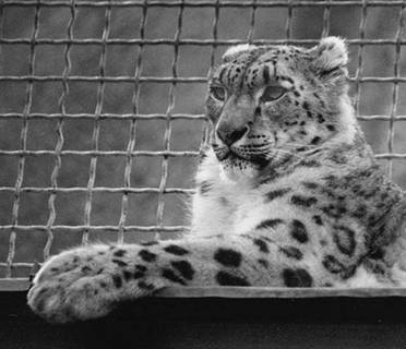 Рекорды в мире животных - pic_16.jpg