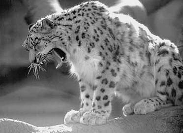 Рекорды в мире животных - pic_17.jpg