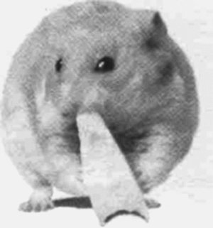 Анималотерапия. Домашние животные и наше здоровье - i_006.jpg