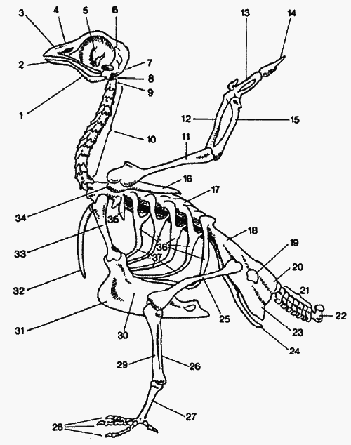 Голуби от А до Я - i_001.png