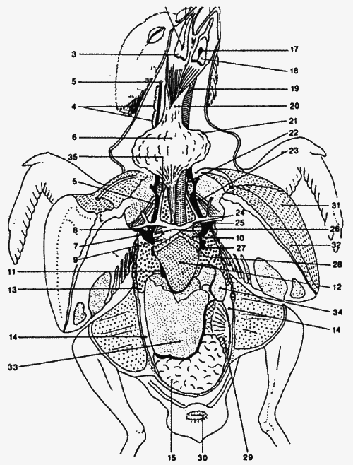 Голуби от А до Я - i_002.png