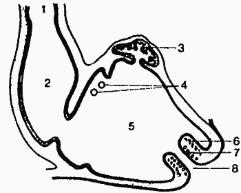 Голуби от А до Я - i_003.png