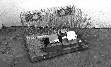 Зверьки шиншиллы. Содержание и разведение - i_007.png