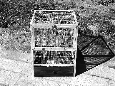 Зверьки шиншиллы. Содержание и разведение - i_009.png