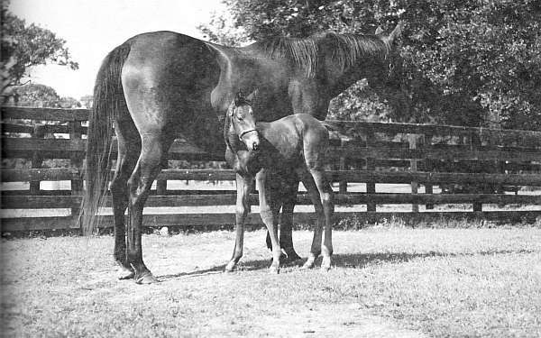 Иппотерапия и коневодство. Лошади и пони - i_001.jpg