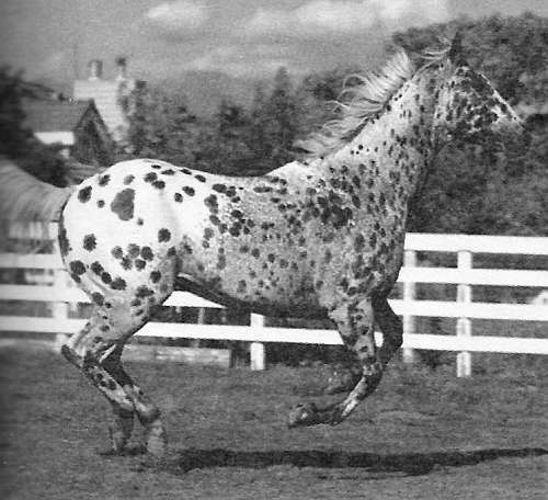 Иппотерапия и коневодство. Лошади и пони - i_002.jpg