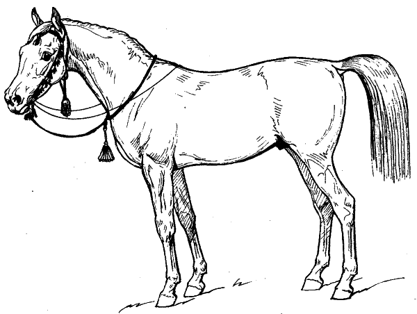 Иппотерапия и коневодство. Лошади и пони - i_004.png