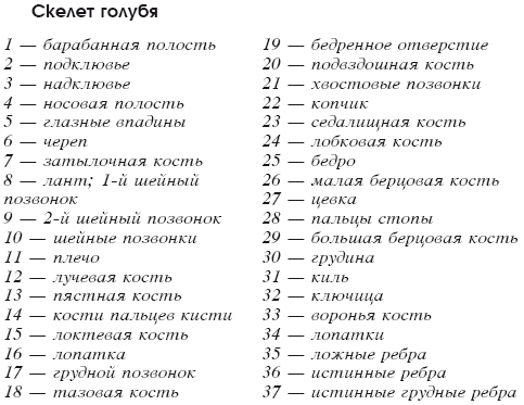 Мясные голуби и домашнее голубеводство - i_002.png