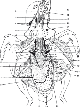 Мясные голуби и домашнее голубеводство - i_003.png