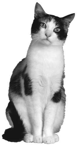 Разведение кошек и собак. Советы профессионалов - os18083.jpg