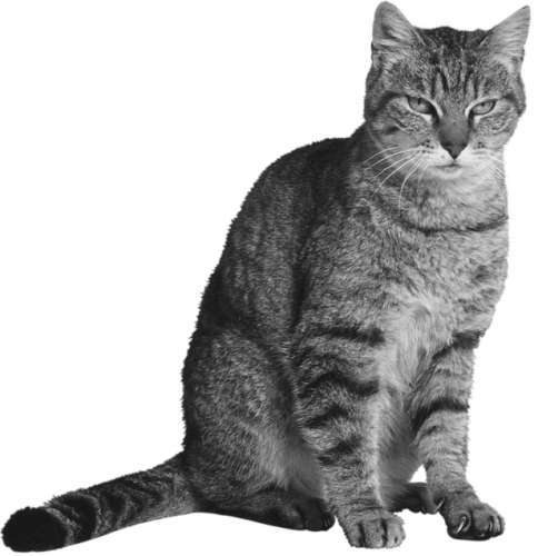 Разведение кошек и собак. Советы профессионалов - os18085.jpg