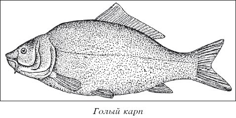 Разведение рыбы, раков и домашней птицы - i_005.jpg