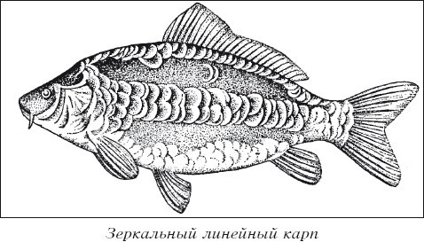 Разведение рыбы, раков и домашней птицы - i_006.jpg