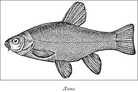 Разведение рыбы, раков и домашней птицы - i_009.jpg