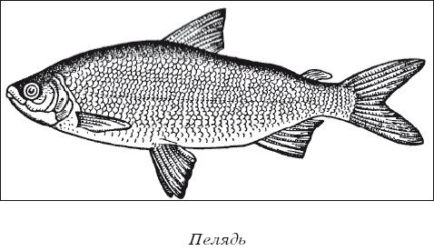 Разведение рыбы, раков и домашней птицы - i_010.jpg