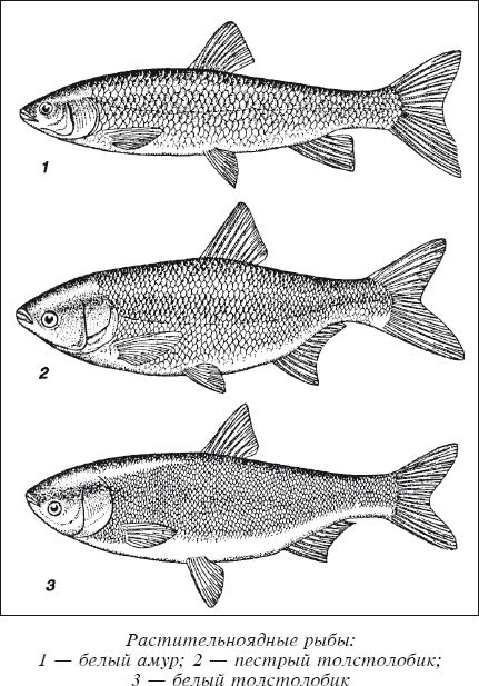 Разведение рыбы, раков и домашней птицы - i_011.jpg