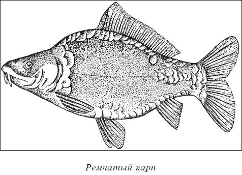 Разведение рыбы, раков и домашней птицы - i_012.jpg