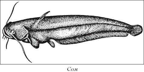 Разведение рыбы, раков и домашней птицы - i_014.jpg