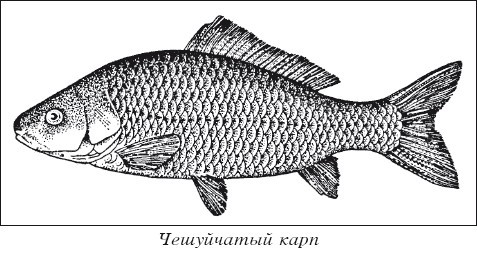 Разведение рыбы, раков и домашней птицы - i_016.jpg