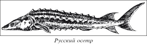 Разведение рыбы, раков и домашней птицы - i_019.jpg