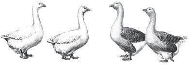 Современный справочник фермера и садовода - i_111.jpg