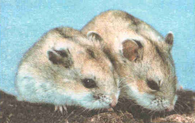 Справочник по домашнему животноводству - i_014.jpg