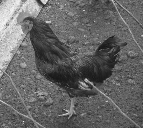 Справочник современного фермера. Птицеводство, животноводство, коневодство - i_001.jpg