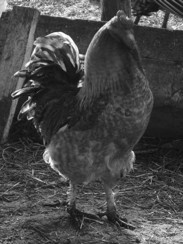 Справочник современного фермера. Птицеводство, животноводство, коневодство - i_002.jpg