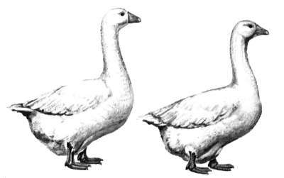 Справочник современного фермера. Птицеводство, животноводство, коневодство - i_004.jpg