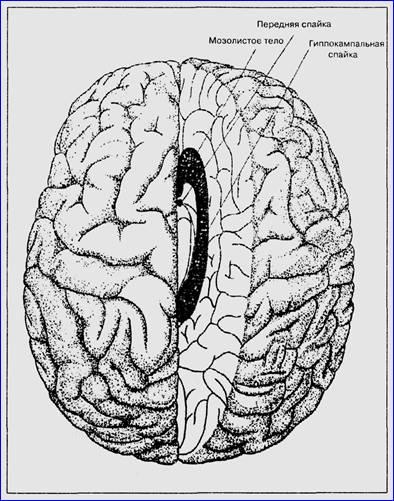 Драконы Эдема - img_14.jpeg