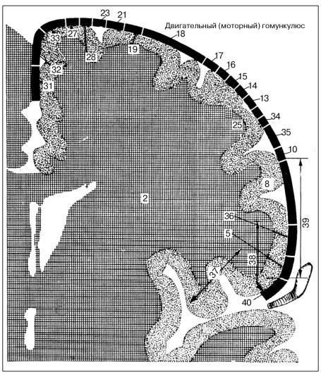 Эволюция мозга. Драконы Эдема - i_009.jpg