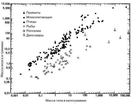 Эволюция мозга. Драконы Эдема - i_010.jpg