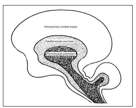 Эволюция мозга. Драконы Эдема - i_013.jpg