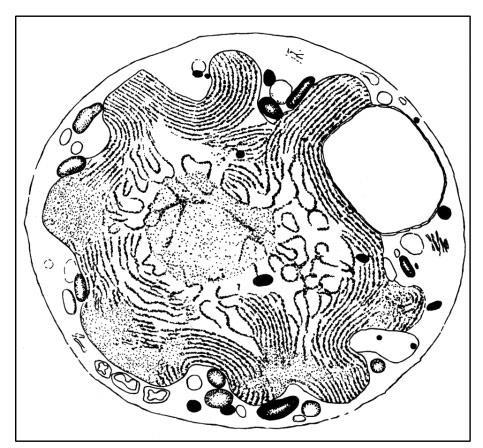 Эволюция мозга. Драконы Эдема - i_015.jpg
