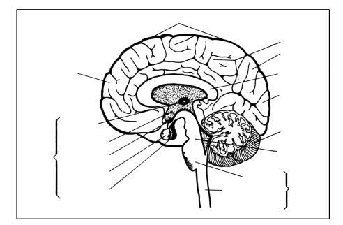 Эволюция мозга. Драконы Эдема - i_016.jpg