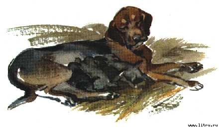 Арктур – гончий пес - doc2fb_image_02000002.jpg