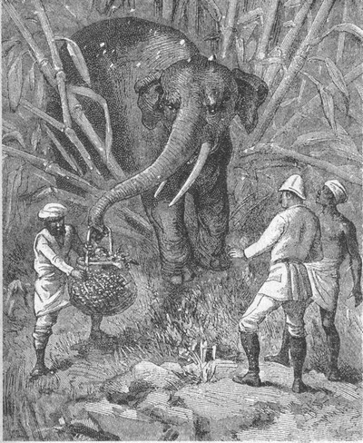 Том 1. В дебрях Индии (с илл.) - i_006.jpg