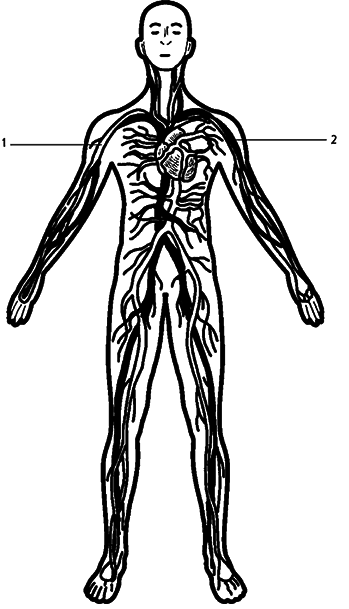 2 в 1. Скажи «нет» болезням сердца. Скажи «нет» высокому и низкому давлению - i_004.png