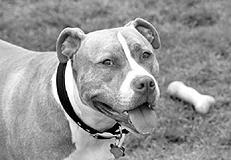 Американский стаффордширский терьер - _001.jpg